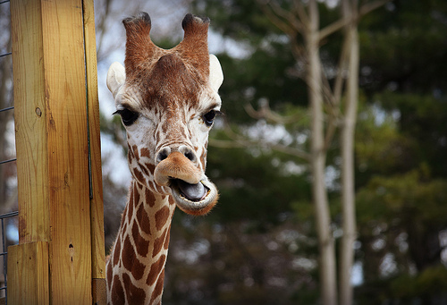 33066885271_fe9bc5b1bd