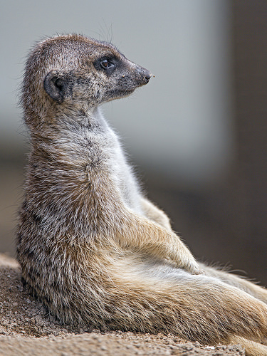 37465538906_2a58026c6b