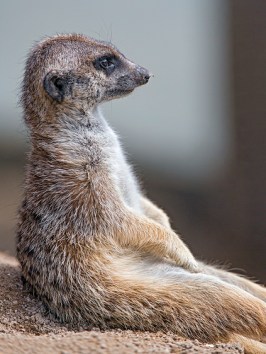 37465538906_2a58026c6b