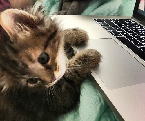 35294772960_969c158110